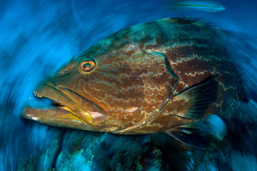 Oceana Latitude 2010