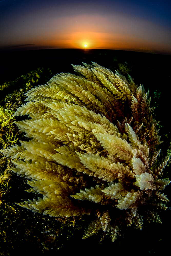 MEJOR FOTOGRAFÍA CATEGORÍA ALGAS