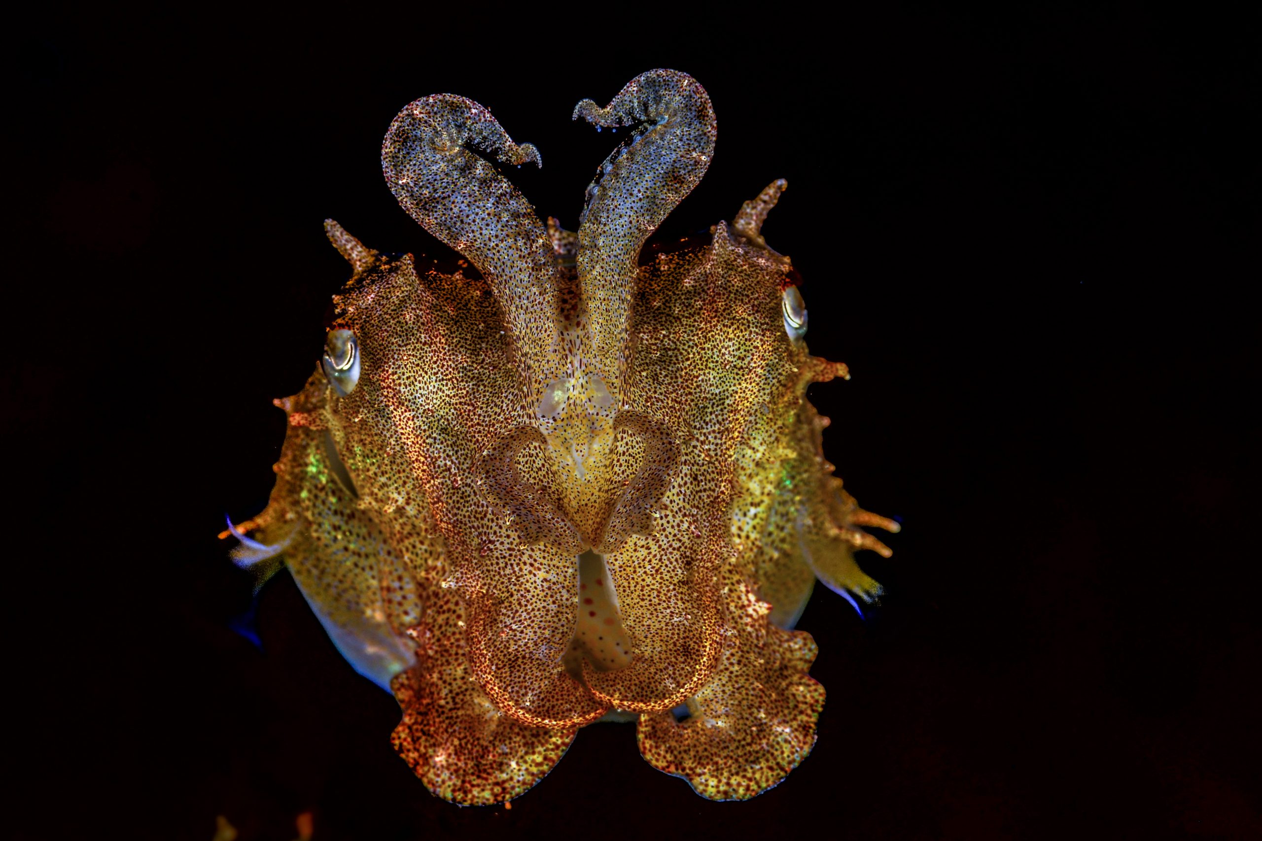 © Rafael Fernández Caballero