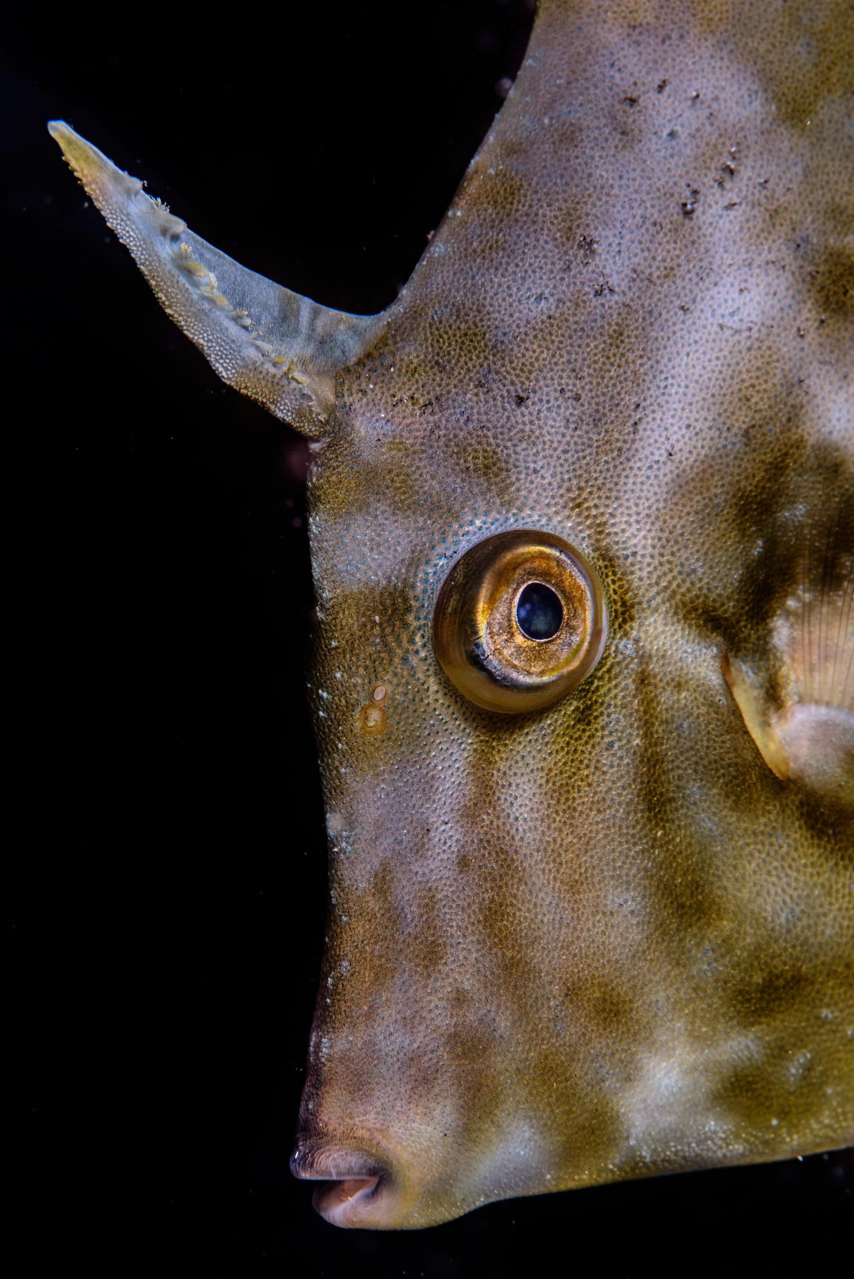 © Rafael Fernández Caballero