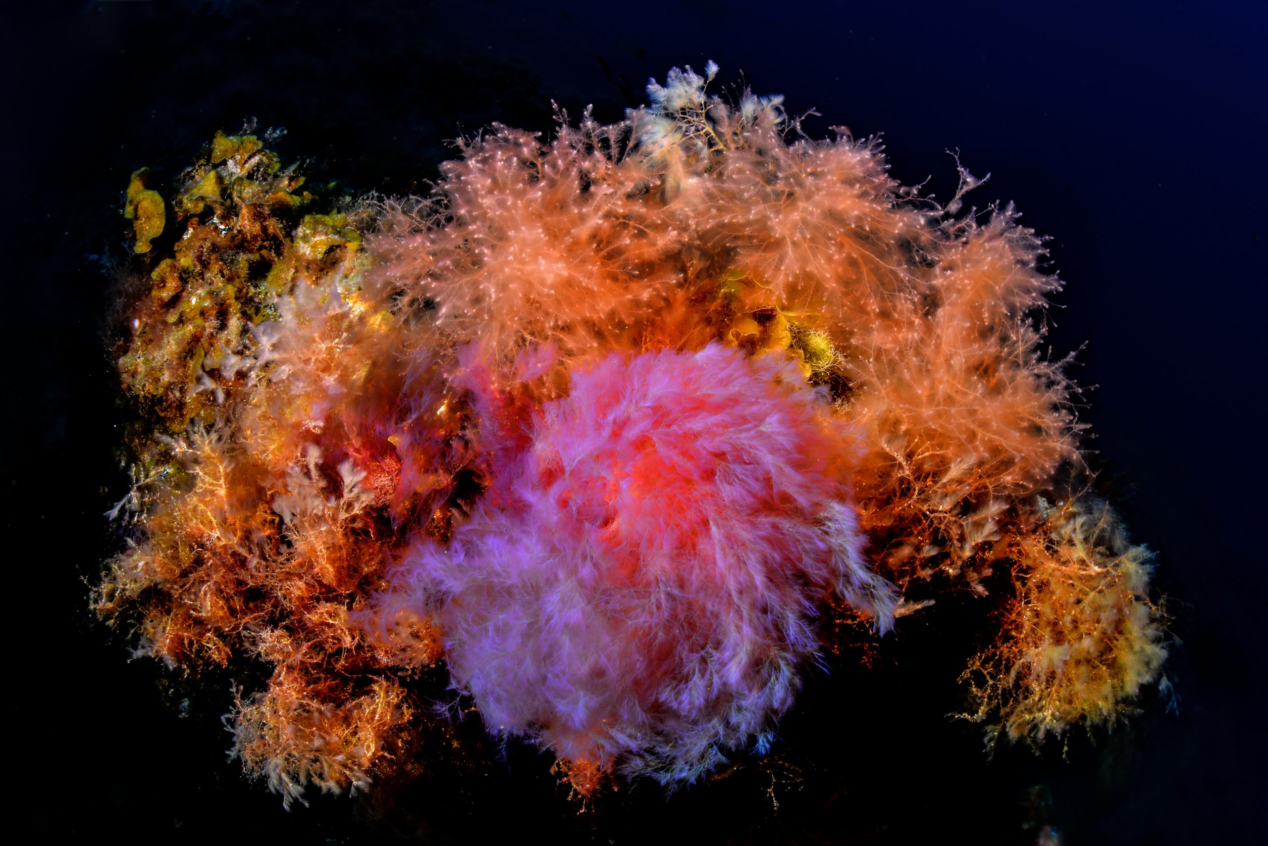 © Rafael Fernández Caballero