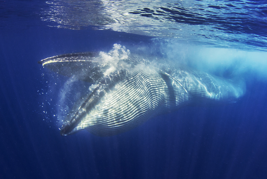 Whale eating. Bryde's whale (Balaenoptera brydei, edeni) - Fr: Rorqual de Bryde - Sp: Rorcual tropical. Tenerife, Canary Islands.