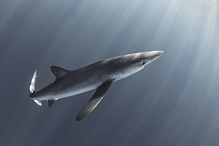 Blue shark (Prionace glauca). North Atlantic Ocean, Canary Islands.