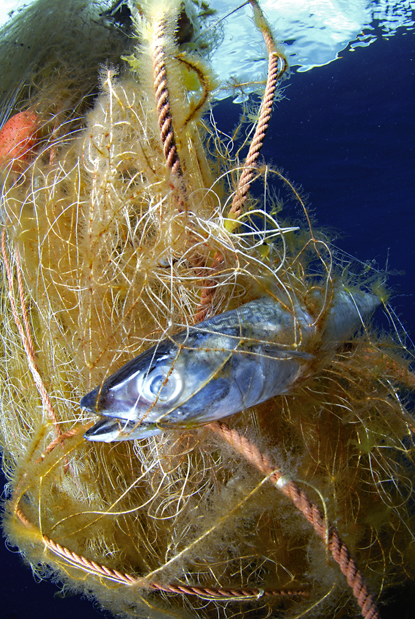 Photo denunciation, garbage in the sea. No matter the place if not the consequences.