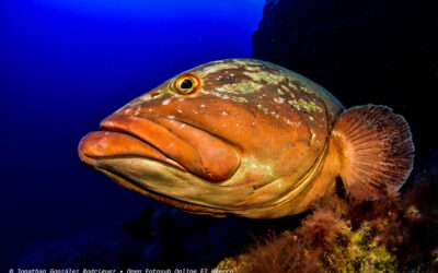 Jonathan González Rodríguez obtiene el premio a la Mejor Foto del mes de mayo en el 5º Open Fotosub Online