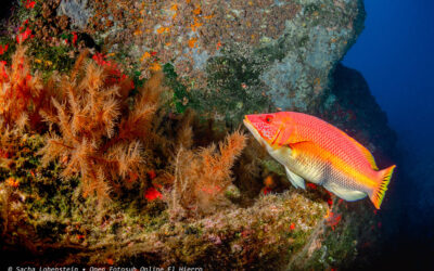 Una imagen de Sacha Lobenstein, la más votada del mes de agosto en el 5º Open Fotosub Online