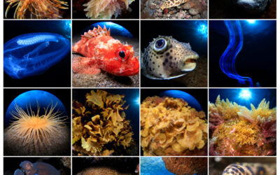 Hoy comienza el plazo de votaciones del mes de septiembre en el 7º Open Fotosub Online