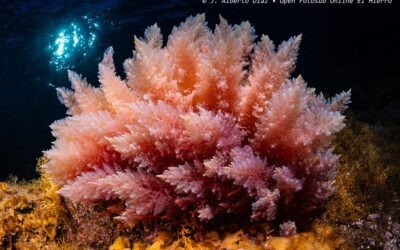 José Alberto Díaz logra la Foto del Mes de septiembre en el 7º Open Fotosub Online