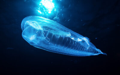 la Foto del Mes de octubre en el 7º Open Fotosub Online es de Andrea Dei Rossi